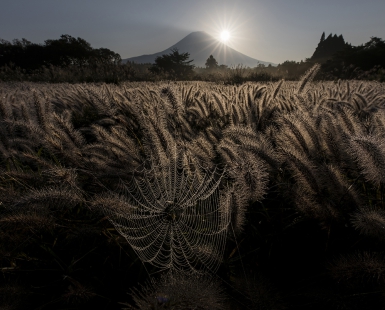 Shining spider web