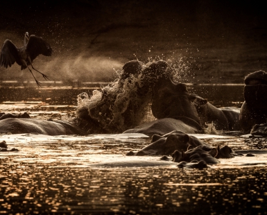 Fighting Hippos scaring the residant Heron