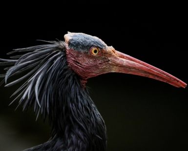 Waldrapp Ibis