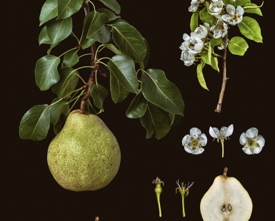 Pyrus communis 'Doyenné du Comice'