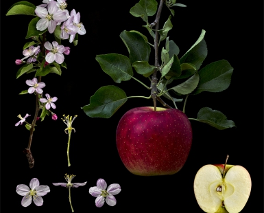 Malus pumila’Yoko’