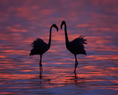 Couple