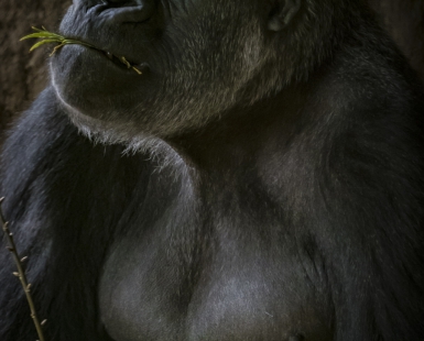 Gorilla gorilla gorilla