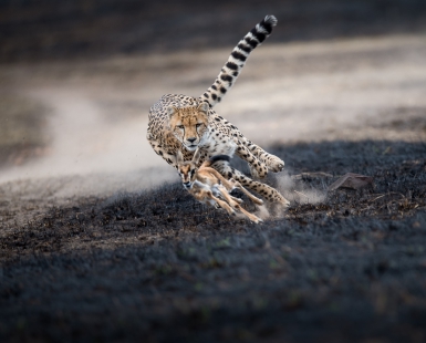 An Astonishing Chase