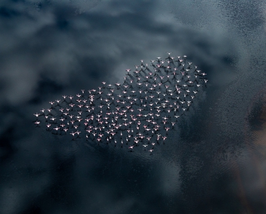 Flamingo Flock Heart