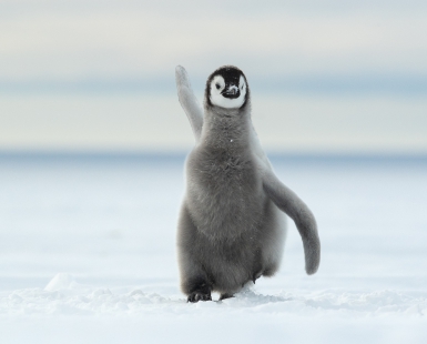 Happy Feet