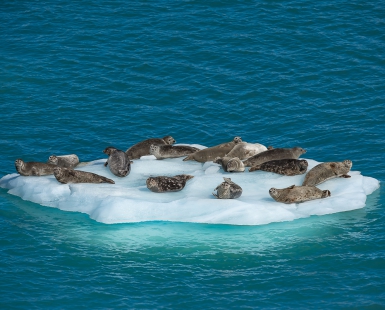 Harbour Seal Iceberg