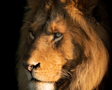 Close-up of male lion face in shadows