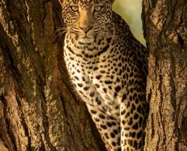 Leopard eyeing camera from fork of tree
