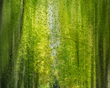Forest Bathing