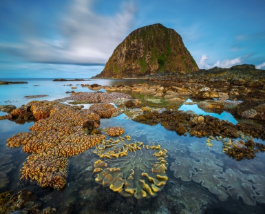 Sea Coral Reefs