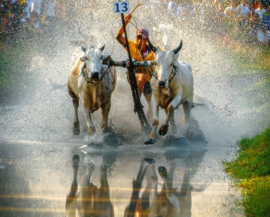 Bull racing festival