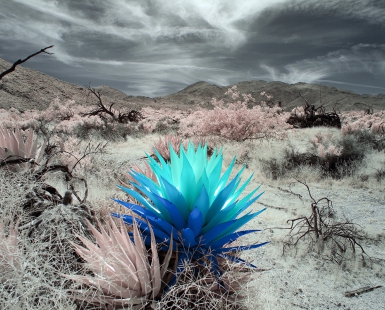 The Agave Flower