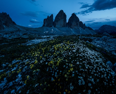 Moonlight Daisies
