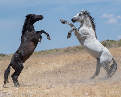 Wild Horse Duel