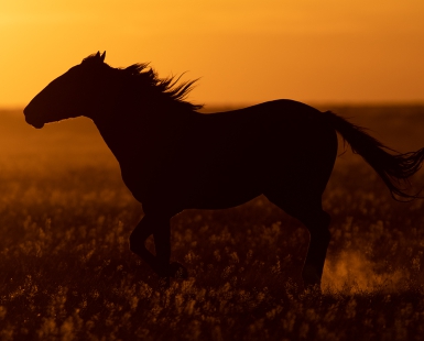 Racing the Sunset