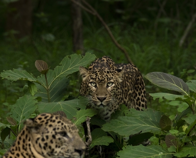 Sensual Stare, Couple Things