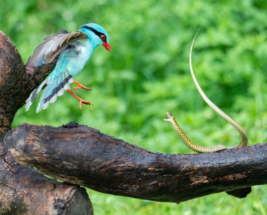 Dragon and Phoenix Fighting