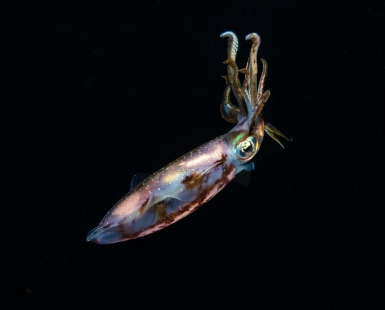 Caribbean Reef Squid at Night