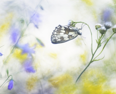 Little wings