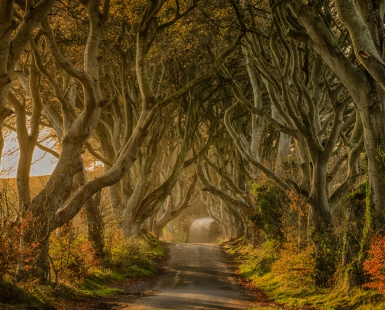 Dark Hedges