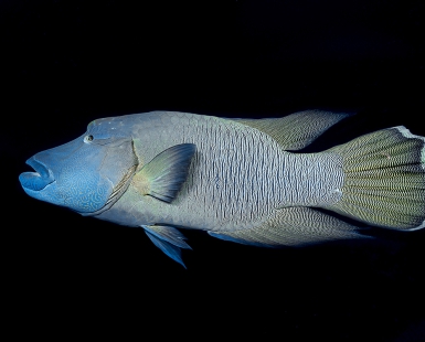 Cheilinus undulatus 