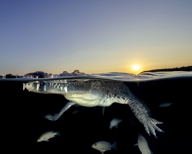 American saltwater crocodile 