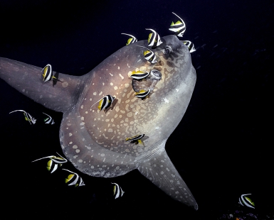 Mola Mola