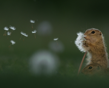 Dandelion