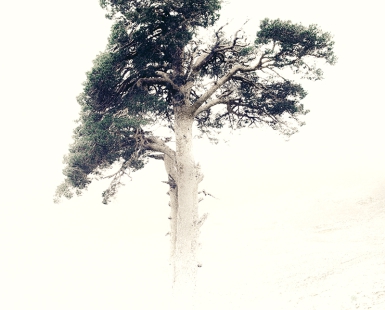 Lonely Pine