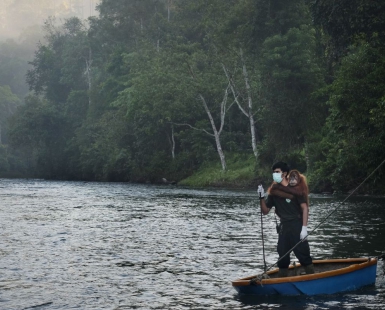 Saving Orangutans 6