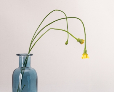 Still Life 2