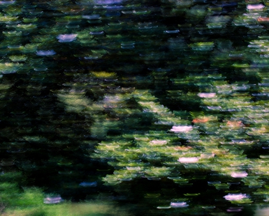 Magnolia