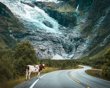 A curious cow with the glacier in the background. Norway
