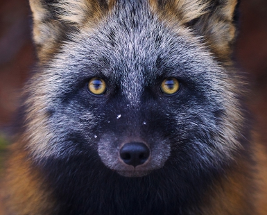 Mr. Foxe