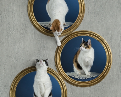 Three round frames on the wall