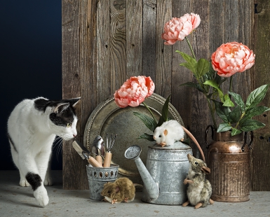 Mice in the garden