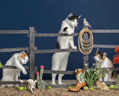 The fence