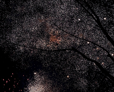 Fireworks on the trees