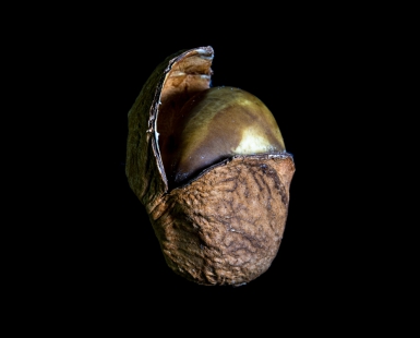 Golden egg