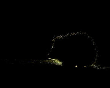 Hedgehog at night