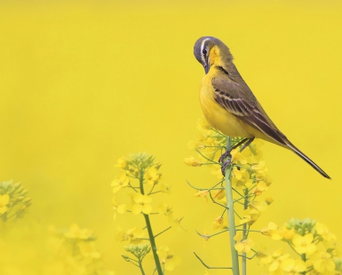 Yellow Wagtail