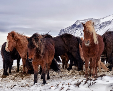 Ice and horses