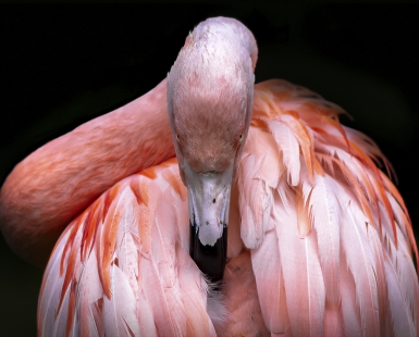 Glaring Flamingo