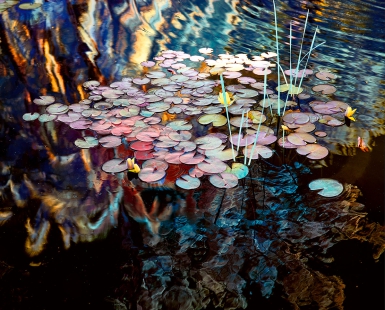 Monet Water Lilies