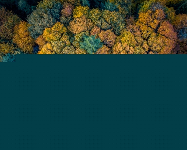 Fall Feels