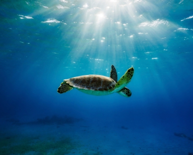 Turtle Light