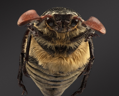 A prototype of a Gremlin