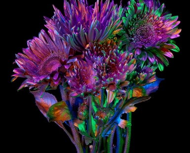 Chroma Florum 5