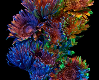 Chroma Florum 6